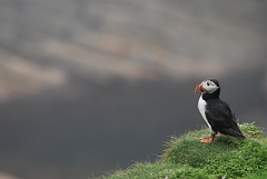 David Plant Photography - Wildlife Photographer - Puffin - A